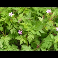 Tradescantia x Andersoniana Rubra (fam. Commelinacees) (3)